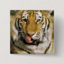 Search for tiger eye badges North america