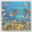 Search for coral reef coasters Blue