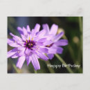 Search for happy birthday daisy flower postcards Pretty