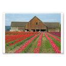 Search for flower festival posters Tulips