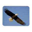 Search for homer magnets Bird