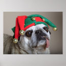Search for pug picture posters Photography