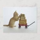 Search for boxing postcards Animal