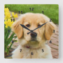 Search for golden retriever clocks Puppies