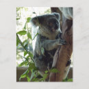 Search for mammal postcards Australia