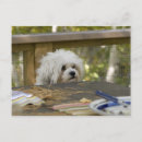 Search for begging postcards Canine