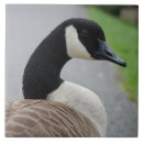Search for canada tiles Goose