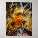 Search for dragon eye posters Reptile