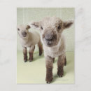 Search for two sheep postcards Nature