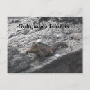 Search for galapagos postcards Iguana