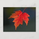 Search for acer Leaf