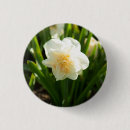 Search for spring daffodils badges Nature
