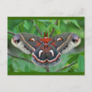 Search for moths postcards Insect