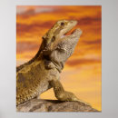 Search for bearded dragon art Animals