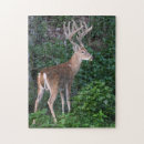 Search for deer hunting puzzles Wildlife