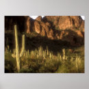 Search for superstitions posters Cactus