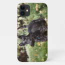 Search for scottish terrier iphone cases Scotty