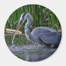 Search for heron Avian