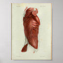 Search for torso Anatomy