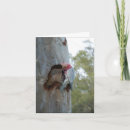 Search for galah cards Cockatoo