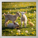 Search for cute baby goat posters Farm