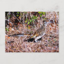 Search for bird roadrunner Nature