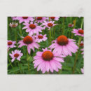 Search for coneflowers postcards Photography