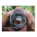 Search for orangutan calendars Indonesia