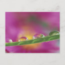 Search for macro focus Abstract