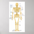 Search for skelleton Skeleton
