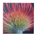 Search for protea gifts Beautiful