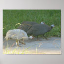 Search for guinea fowl decor Birds