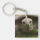 Search for tortoise key rings Wildlife
