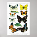 Search for colourful insect posters Vintage