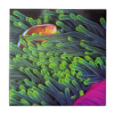 Search for hiding tiles Colour image