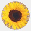 Search for sunflower on burlap stickers Sunflowers