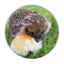 Search for hedgehog chopping boards Animals