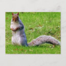 Search for gray squirrel postcards Nature