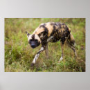 Search for african wild dogs posters Animal