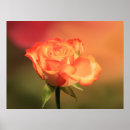 Search for soft background posters Orange