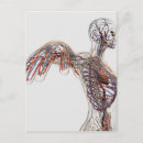 Search for sinus postcards Medicine