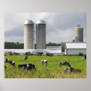 Search for dairy cow posters Cattle