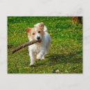 Search for jack russell puppies postcards Terrier