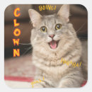 Search for grumpy cat stickers Kitten