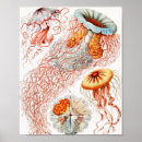 Search for jellyfish art Ernst haeckel