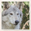 Search for wolf coasters Nature