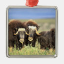 Search for refuges christmas tree decorations Environment