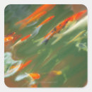 Search for koi carp stickers Swimming