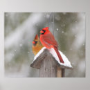 Search for northern cardinal posters Winter