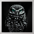 Search for black white owl posters Bird